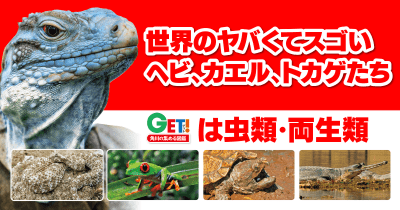 あざやかなブルーの巨大トカゲ、実は●●⁉　「世界のヤバくてスゴいヘビ、カエル、トカゲたち」　第１回　グランドケイマンツチイグアナ